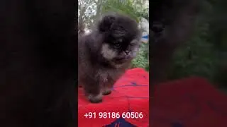 Toy pom cup size available by sonu choudhary vlogs | Toy pom micro |cup size toy pom