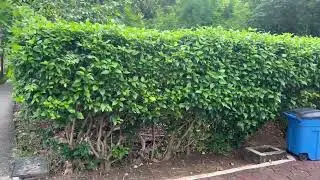 Hibiscus Privacy Hedge/Privacy Screens and Hedges Planted and Guaranteed by The Tree Planters