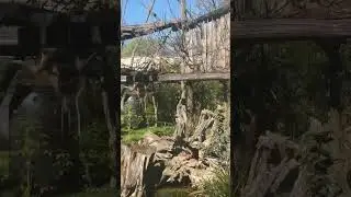monkey jumping 🧐🧐#viralvideo #viralshorts #entertainment #funny #monkey #jump #wildlife