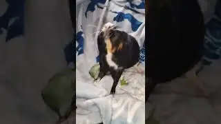 Guinea pig doing her T-Rex impression 😂 #guineapig #shorts