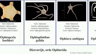 Dierenrijk, orde Ophiurida ophiura animal ambigua carinifera Foyf Instrumental NEFFEX doederleini