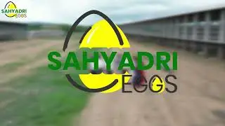 Crack Open Happiness with Sahyadri's Fresh Farm Eggs! 🐓🥚 #SahyadriEggs #FarmFresh #shorts
