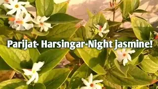 Harsingar flower plant care| Get more parijat flower in pot | Homemade manure