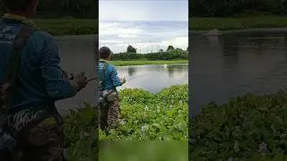 umpan whopper plopper