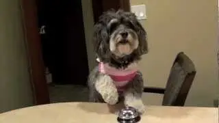 Top 10 Cutest Dog Tricks (by Jasmine)