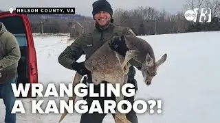 Deputies rescue kangaroo and joey on the loose