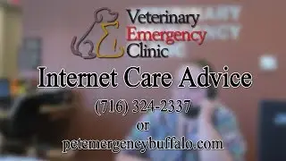 Veterinarian&rsquo;s Advice | Pet Emergency Buffalo NY 24 Veterinary Emergency Clinic | Vet Advice