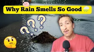 Why Rain Smells So Good