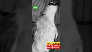 coba saja putarkan suara trucuk gacor ini pasti gak diam trucukan gacor nyaut ropel #shortsvideo