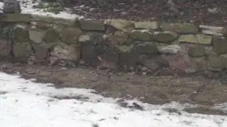 Garden Visitors