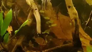 Zuid Amerika, 1400L (300*75*65),  22-1-2017 (Hyphessobrycon erythrostigma)