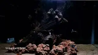 2Feet Guppy Aquarium Setup | Natural Driftwood, River Rocks & Sand Substrate Aquascape 🐟 #guppy