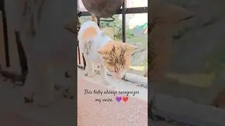 #cats #catsofinstagram #catsoftiktok #catshorts #catvideos #catsofyoutube #youtube #explore #yungkai