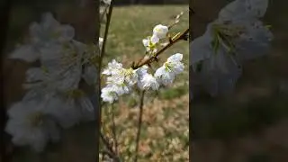 'Santa Rosa' Plums in bloom!