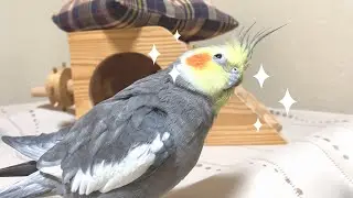 可愛い顔でアピールしたらどうにかなると思っている⁈オカメインコこはくさん