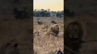 Gara gara ini singa betina menyerang singa jantan #animals #satwaliar #wildlife #satwapedia #lion