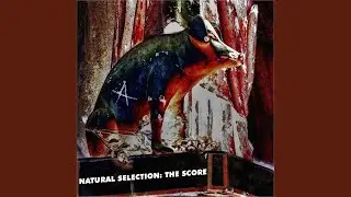 Natural Selection - Transition Four