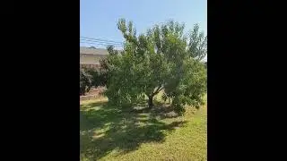 Elberta peachtree fruit cleaned out by harvesting, birds and even honey bees and June bugs.