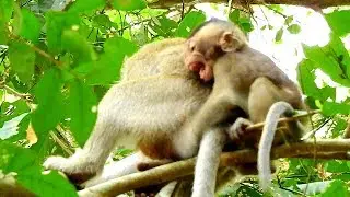 Cry cry.. baby monkey lost warm from mom cries seizures on branch