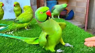 Ringneck Parrot videos compilation