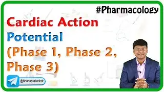 Cardiac Action Potential (Phase 1, Phase 2, Phase 3)