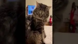 Видео Ивара с закадровым голосом Тони Бейкера #кошки #видео с кошками #питомцы #шорты #смешныекот...