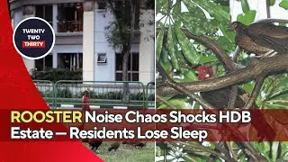 ROOSTER Noise Chaos Shocks HDB Estate &mdash; Residents Lose Sleep As WILD Chickens Take Over