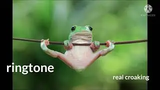 ringtone real croaking(2)