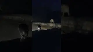 sariska buffer zone site a leopard close encounter at night balla Killa alwar #leopard #ytshorts