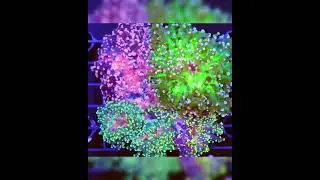 ASD Octospawn Feeding Timelapse @polyplab #reefroids