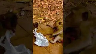 Family Monkey,What her husband doing? And Baby monkey is Sleeping well