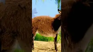 lashari funny top new viral video effect binass funny video Pakistani funny video