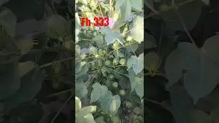 Fh 333 Triple jene cotton variety (15 March Sowing) #cotton #agriculture