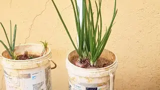 Quikest Way to Grow Onions From The Store