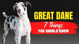Thinking of Adopting a Great Dane? Watch This First! | Dogs Genesis