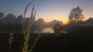 Demen (Live) - au:rum (14/9/25)