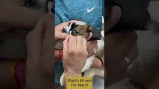 Jugaad when it&rsquo;s first day of Cherry eye in dogs#cherryeye#thirdeyelid#eye #dogeyes #eye-vet#vet