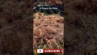 Secrets of a Hidden Predator: Unveiling the Ocean's Master of Camouflage! 👇 #animaltruths #fish