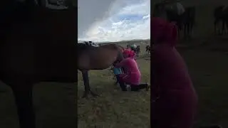 Horse milking process. #horse #milking #travel #BooGooTravel #BooGoo #Kyrgyzstan #nature #pasture