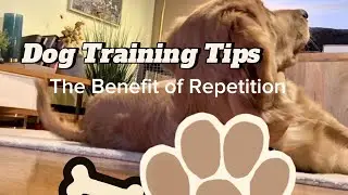 Dog Training Basics - The Importance of Repetition 