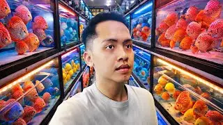 GILA! Farm Ikan Discus Ini Nyatu Sama Restoran?! Banyak Discus Mahal & Induk Jagain Anak
