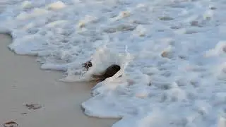 Lil' Coconut Rolling In the Sand