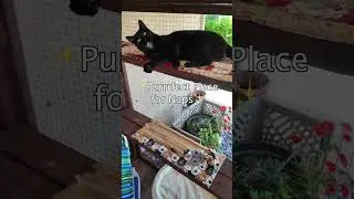Large Custom Catio Tour!!! 🙀 😺  #cat #catenclosure #catio
