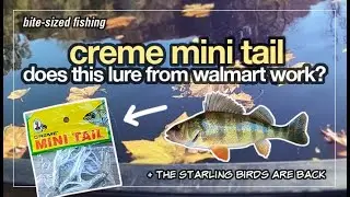Does This $1 Lure From WalMart Catch Panfish? (Creme Mini Tail test)