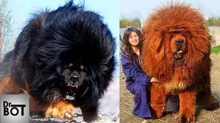 10 RACES DE CHIENS LES PLUS CHERS DU MONDE | Dr Bot