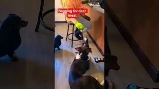 Эта собака обожает оленину.