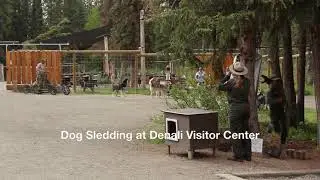 Dog Sledding at Denali Visitor Center