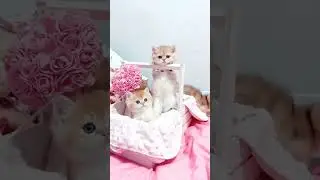 adorable Kitty in angry and funny mood made my day  #kittyvibes #funnycats  #kittenvideos #cutecats