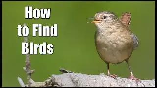 Are you struggling with how to find birds? With these tips you will surely find them!