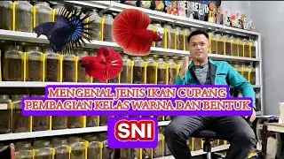 MENGENAL JENIS IKAN CUPANG SERTA PEMBAGIAN KELAS WARNA DAN BENTUK DI SNI